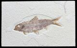 Detailed, Knightia Fossil Fish - Wyoming #57159-1